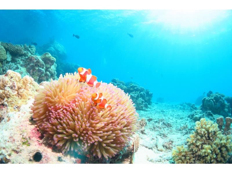 夏休み特別割引きプラン！【沖縄・石垣島】はじめてでも安心♪ 体験ダイビング1日コース♪　人数限定！早い者勝ち！の紹介画像