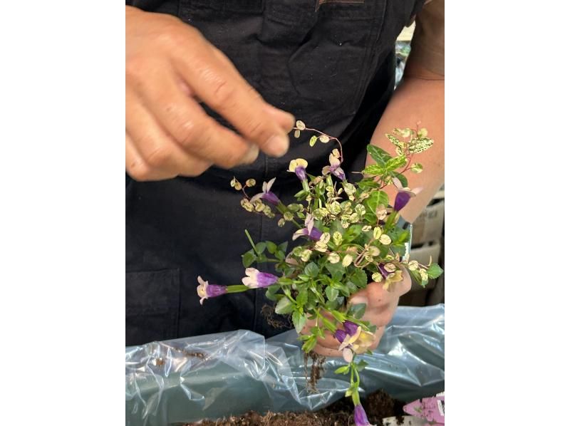 [Akita, Akita City] Gathering Plants Natural Style! Beginners, women, friends, couples, parents and children welcome! aoki_siki Gathering Plantsの紹介画像