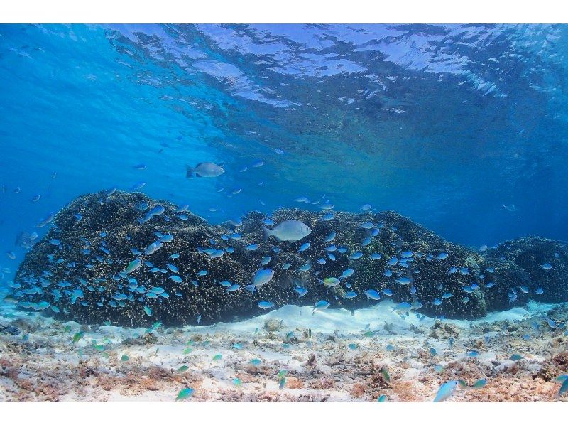 【宮古島】1日一組限定　ビーチ体験ダイビング＋星空フォト　デジカメレンタル無料！の紹介画像