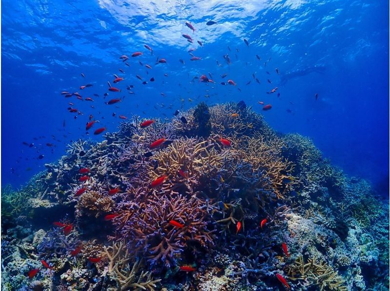 【沖縄・石垣島唯一無二】海亀と泳ぐ感動シュノーケル&times;バレルサウナ。海あがりに極上のととのいを味わう特別体験ツアー。の紹介画像