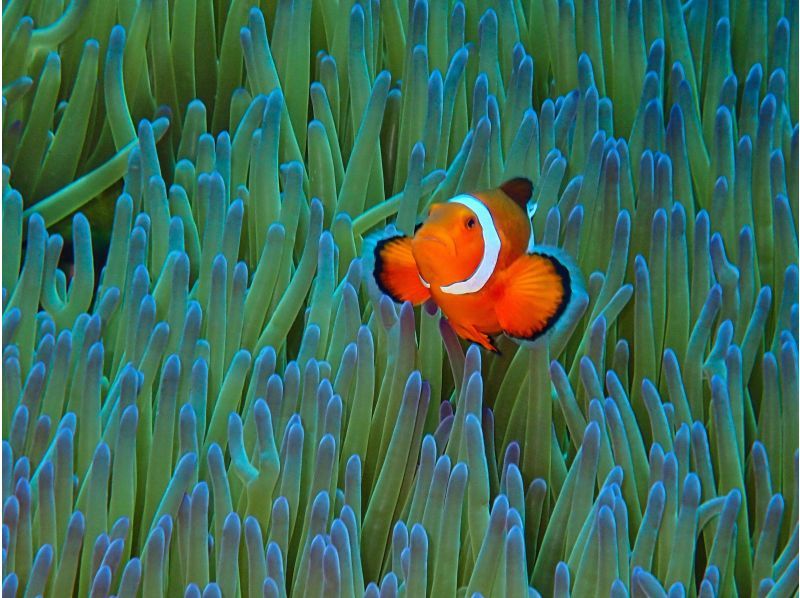 【沖縄・石垣島唯一無二】海亀と泳ぐ感動シュノーケル&times;バレルサウナ。海あがりに極上のととのいを味わう特別体験ツアー。の紹介画像