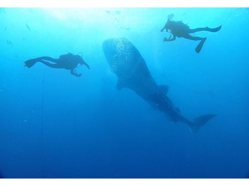 [Okinawa, Yomitan Village] "The thrill of swimming with whale sharks in Okinawa!" Why not create special memories with us?の紹介画像
