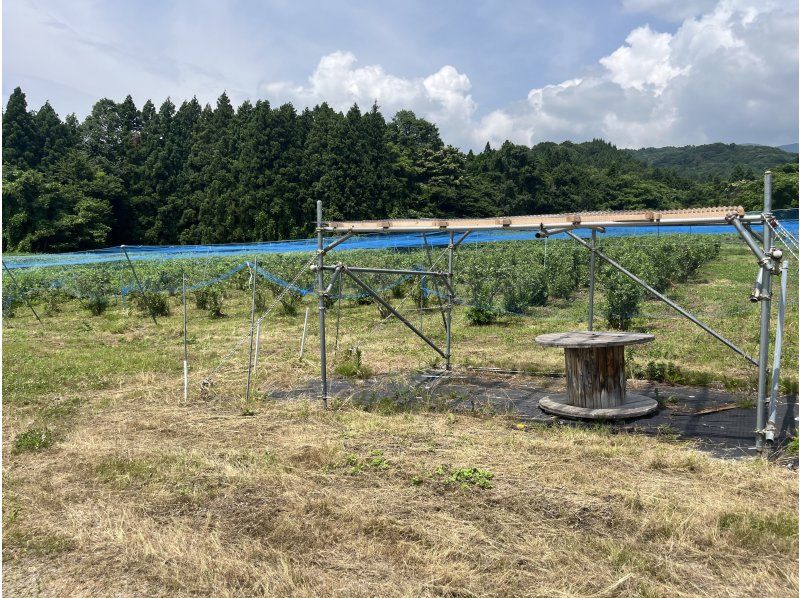 【福島・磐梯】★開催のこりわずか★摘みたて果実をトッピング！ブルーベリー狩り×ピザ作り体験の紹介画像