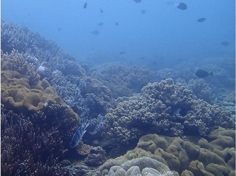 【沖縄本島・砂辺】空港・ホテル送迎付きのビーチダイビングで一日満喫！の紹介画像
