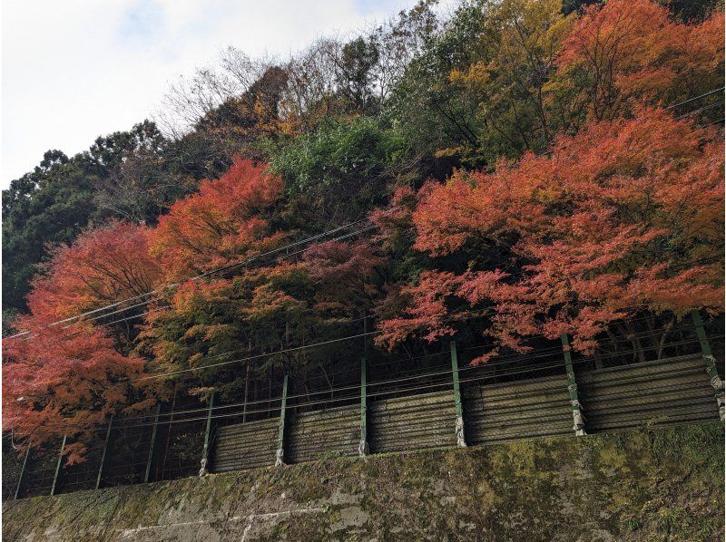 [Kagawa/Tokushima] Kotohira &hArr; Iya Valley/Oboke Shuttle Busの紹介画像