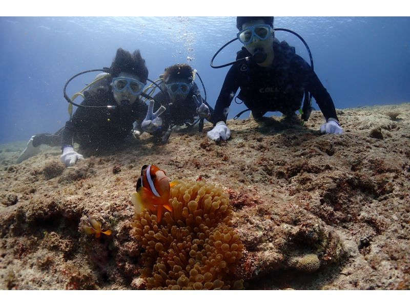 【沖縄・宮古島】ボート体験ダイビング（午後発1ダイブ）・宮古ブルーの海でダイビングを楽しもう！水中写真付！◆大型ダイビングボートで快適◆の紹介画像
