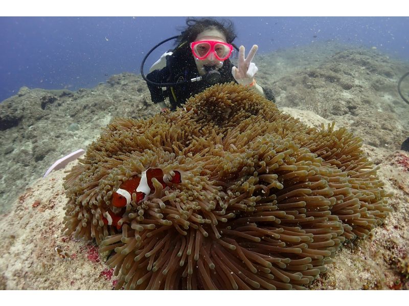 【沖縄・宮古島】ボート体験ダイビング（午後発1ダイブ）・宮古ブルーの海でダイビングを楽しもう！水中写真付！◆大型ダイビングボートで快適◆の紹介画像