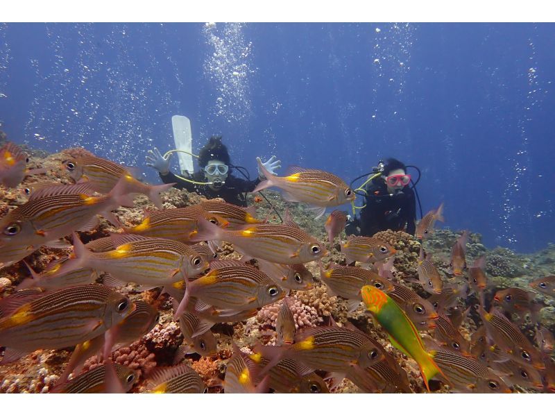 【沖縄・宮古島】ボート体験ダイビング（午後発1ダイブ）・宮古ブルーの海でダイビングを楽しもう！水中写真付！◆大型ダイビングボートで快適◆の紹介画像