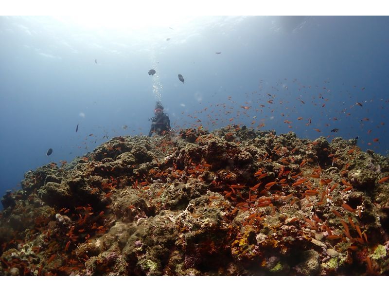 【沖縄・宮古島】ボート体験ダイビング（午後発1ダイブ）・宮古ブルーの海でダイビングを楽しもう！水中写真付！◆大型ダイビングボートで快適◆の紹介画像