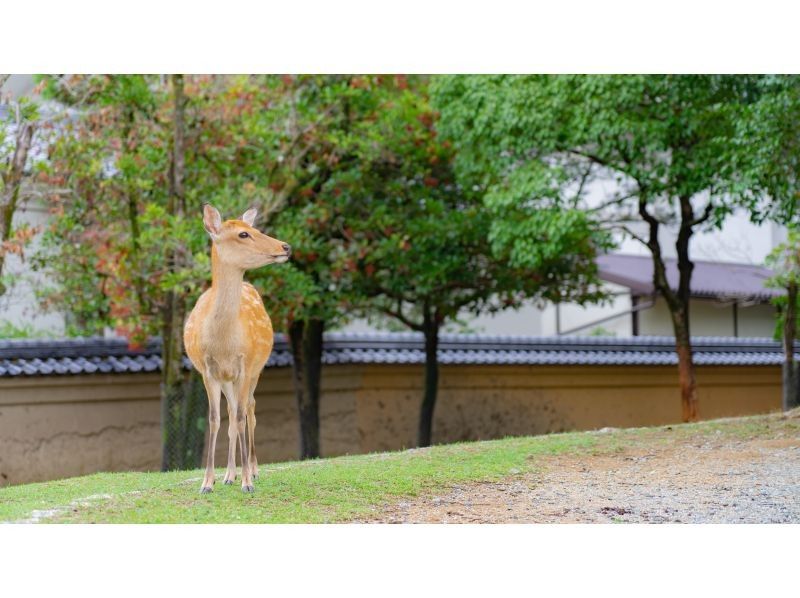 [Nara, Nara City] Experience the annual Noh performance at Kofuku-ji Temple, the sacred ground of Noh theater - a special evening limited to a small group, learning with an expert in a cultural heritage buildingの紹介画像