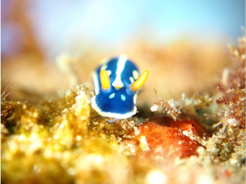 【和歌山　串本　ファンダイビング】ドライスーツで快適に楽しむ2ボートファンダイビング　少人数制で安心のサポート体制！！　初心者大歓迎の紹介画像