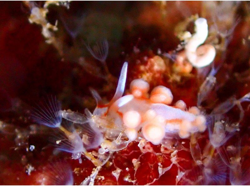 【和歌山　串本　ファンダイビング】ドライスーツで快適に楽しむ2ボートファンダイビング　少人数制で安心のサポート体制！！　初心者大歓迎の紹介画像