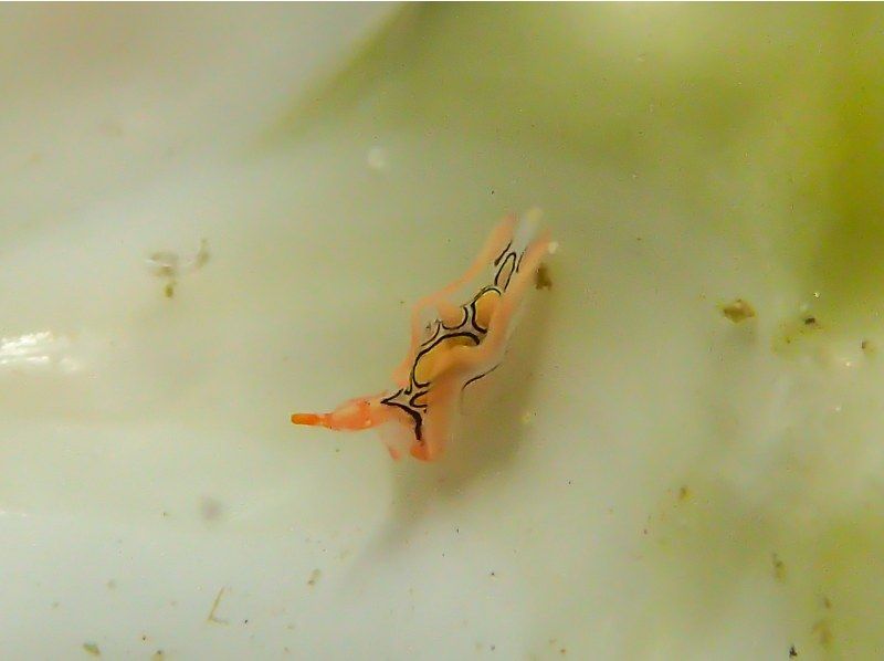 【和歌山　串本　ファンダイビング】ドライスーツで快適に楽しむ2ボートファンダイビング　少人数制で安心のサポート体制！！　初心者大歓迎の紹介画像