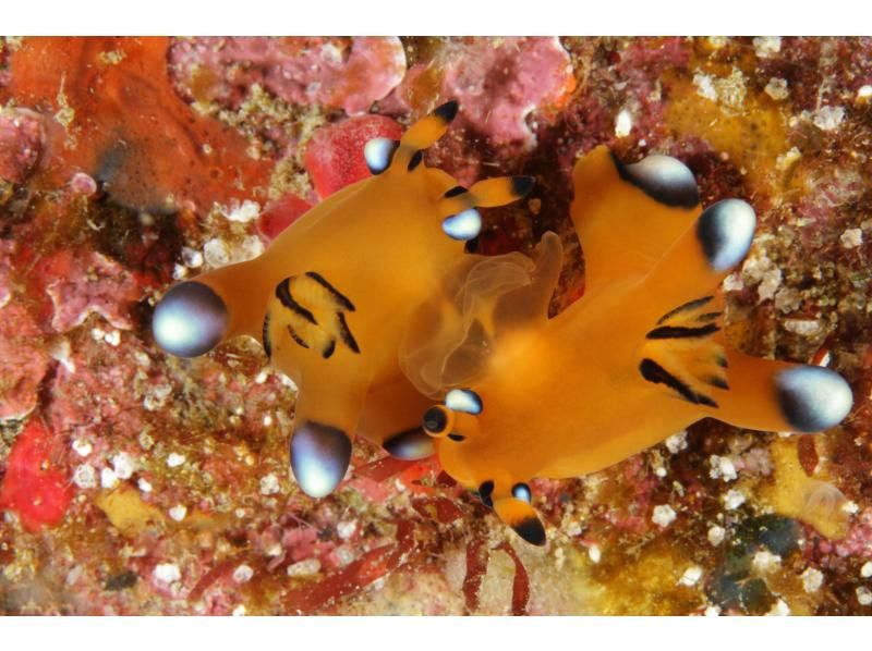 【和歌山　串本　ファンダイビング】初心者大歓迎　ドライスーツで快適に楽しむ2ボートファンダイビング　レンタル器材込　少人数制で安心のサポートの紹介画像