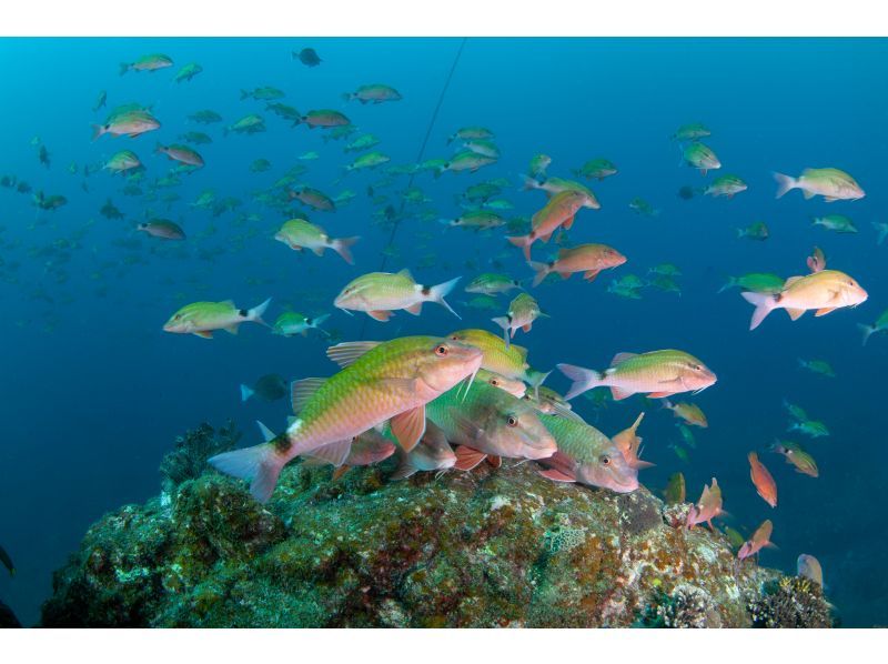 【和歌山　串本　ファンダイビング】初心者大歓迎　ドライスーツで快適に楽しむ2ボートファンダイビング　レンタル器材込　少人数制で安心のサポートの紹介画像