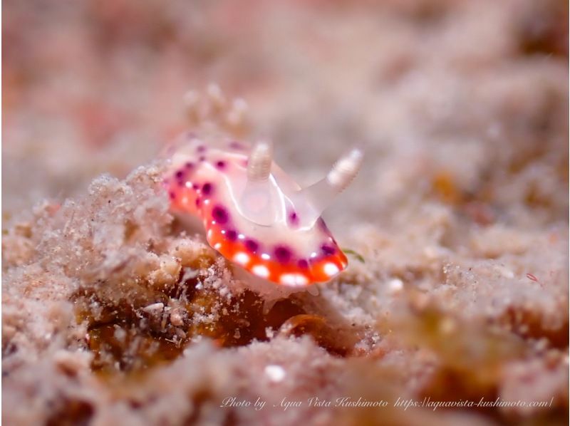 【和歌山　串本　ファンダイビング】初心者大歓迎　ドライスーツで快適に楽しむ2ボートファンダイビング　レンタル器材込　少人数制で安心のサポートの紹介画像