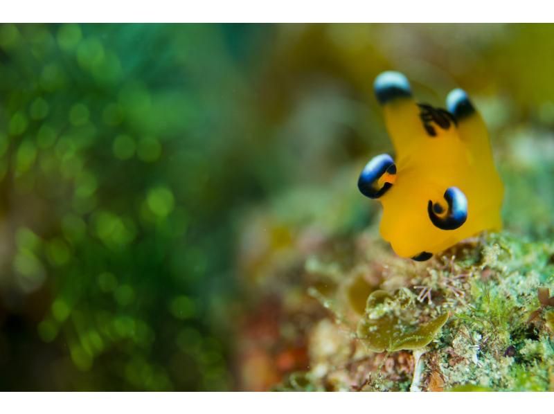 【和歌山・串本】 ドライスーツデビューをサポート　ドライスーツ講習付き1ビーチ＋1ボートダイビング　レンタル器材込で身軽にダイビングの紹介画像