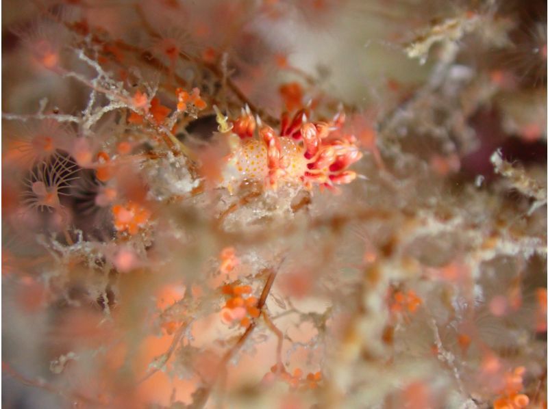 【和歌山・串本】 ドライスーツデビューをサポート　ドライスーツ講習付き1ビーチ＋1ボートダイビング　レンタル器材込で身軽にダイビングの紹介画像