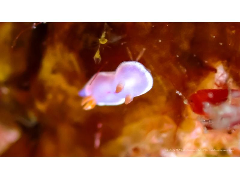 【和歌山・串本】 ドライスーツデビューをサポート　ドライスーツ講習付き1ビーチ＋1ボートダイビング　レンタル器材込で身軽にダイビングの紹介画像