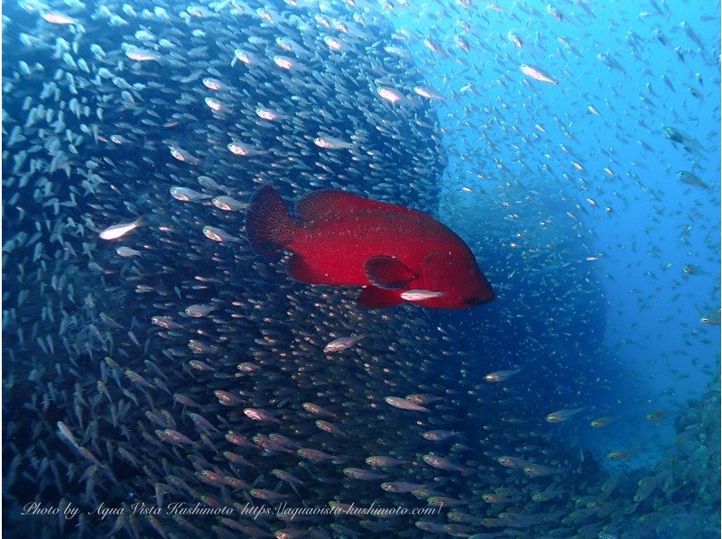【和歌山・串本】 ドライスーツデビューをサポート　ドライスーツ講習付き1ビーチ＋1ボートダイビング　レンタル器材込で身軽にダイビングの紹介画像