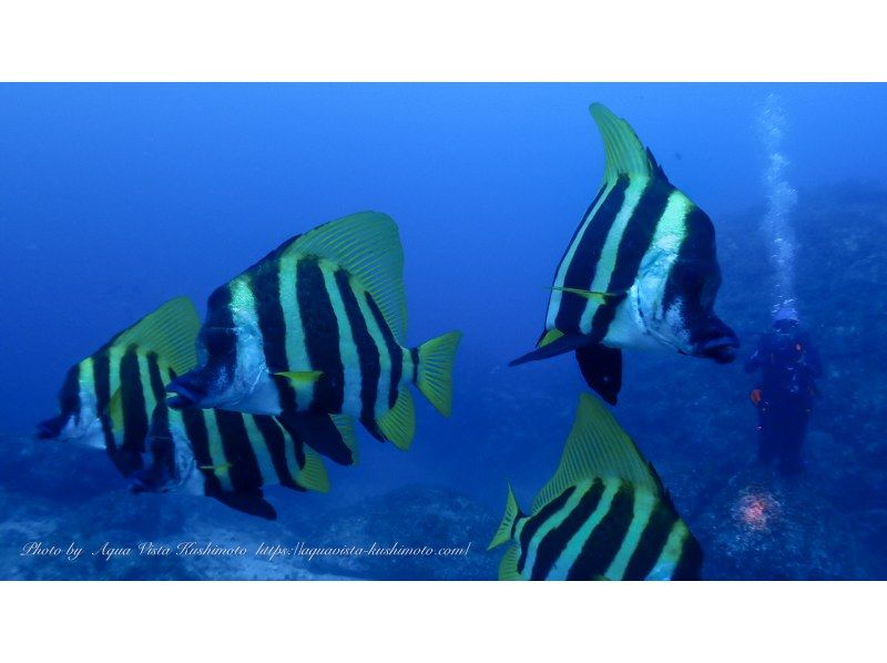 【和歌山・串本】 ドライスーツデビューをサポート　ドライスーツ講習付き1ビーチ＋1ボートダイビング　レンタル器材込で身軽にダイビングの紹介画像