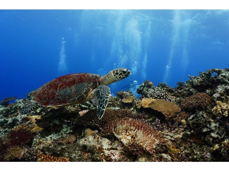 【沖縄本島から行く慶良間諸島】ホテル送迎付きのボートダイビングで一日満喫！の紹介画像