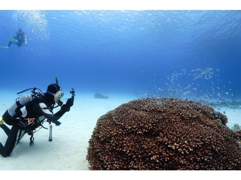 【沖縄本島から行く慶良間諸島】ホテル送迎付きのボートダイビングで一日満喫！の紹介画像