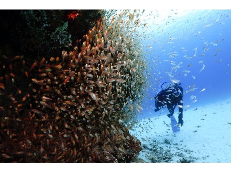 【沖縄本島から行く慶良間諸島】ホテル送迎付きのボートダイビングで一日満喫！の紹介画像