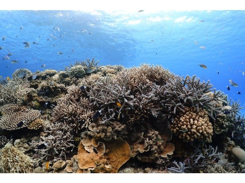 【沖縄本島から行く慶良間諸島】ホテル送迎付きのボートダイビングで一日満喫！の紹介画像