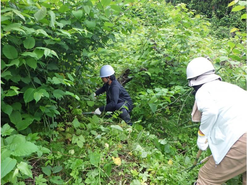 【石川・津幡】いのちかがやく里山づくり～挑戦1吉倉の山道の再生の紹介画像