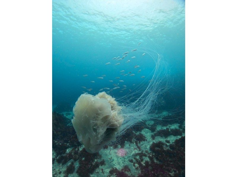 [Shizuoka, Yawatano] Beginners welcome! 5 minutes by car from Izukogen Station (Snorkeling)の紹介画像