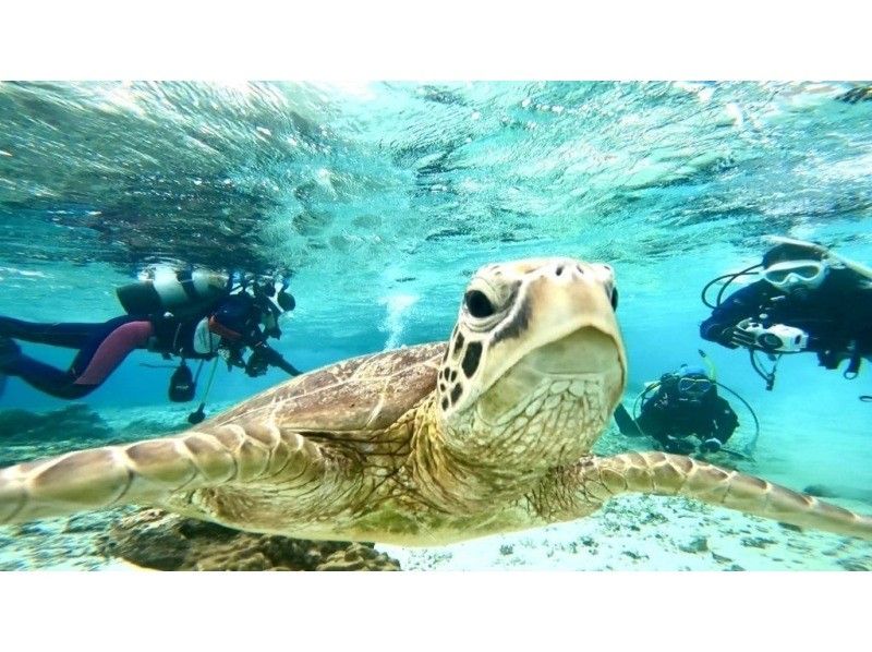 [Shizuoka, Yawatano] 5 minutes by car from Izukogen Station! Obtain a diving license and explore the oceans of the world with the BSAC Ocean Diver Courseの紹介画像