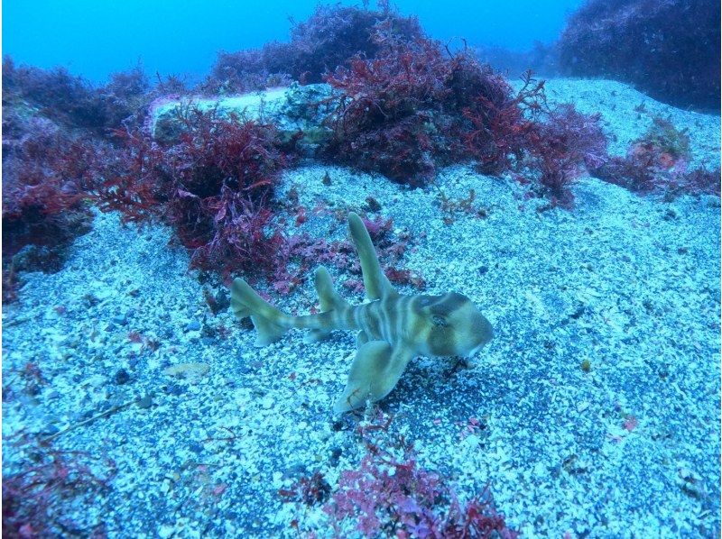 [Shizuoka, Yawatano] 5 minutes by car from Izukogen Station! Obtain a diving license and explore the oceans of the world with the BSAC Ocean Diver Courseの紹介画像