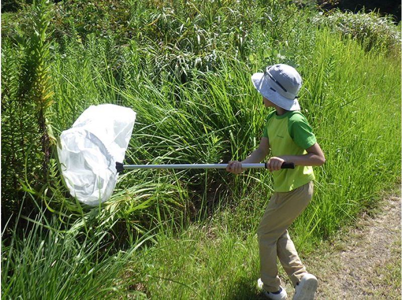 【石川・津幡】夏休みの自由研究はこれで決まり！ 昆虫をあつめて、かっこいい標本をつくろう！の紹介画像