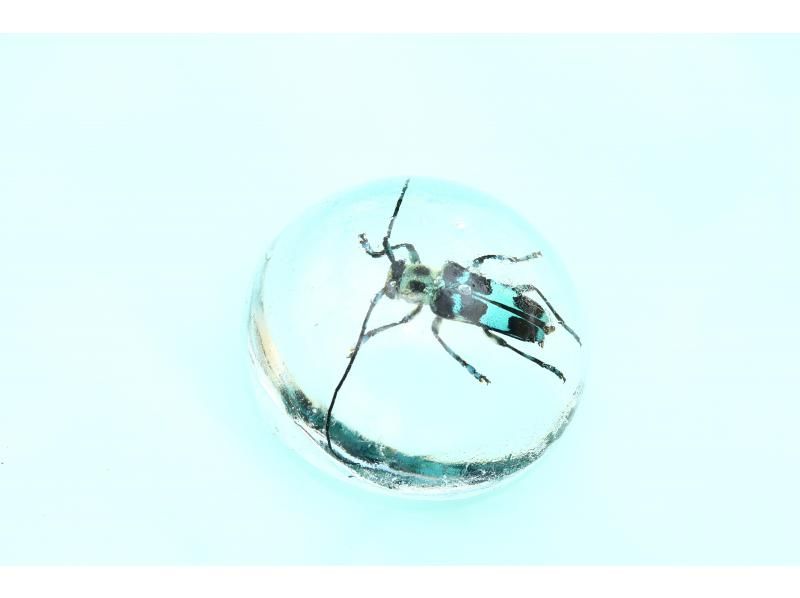 【石川・津幡】夏休みの自由研究はこれで決まり！ 昆虫をあつめて、かっこいい標本をつくろう！の紹介画像