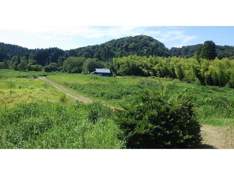 【石川・津幡】夏休みの自由研究はこれで決まり！ 昆虫をあつめて、かっこいい標本をつくろう！の紹介画像