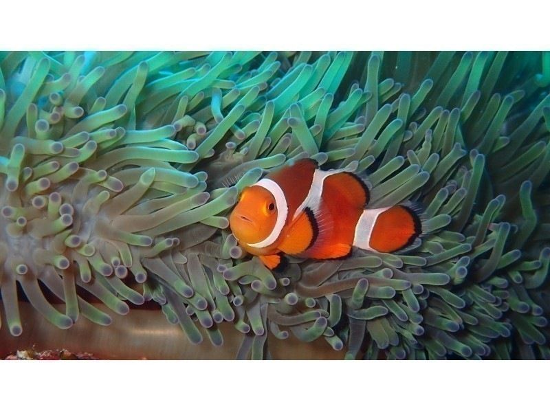 【沖縄・宮古島】ボート体験ダイビング◆午後発◆ゆっくり午後から２か所で体験ダイビング！水中写真付！大型ダイビングボートで快適の紹介画像