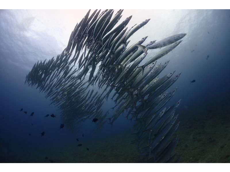 【沖縄・宮古島】午後発・ダイナミックな地形を楽しむ２ボートファンダイビング！　◆お一人参加・初心者も大歓迎・水中写真付・ライセンス必須◆の紹介画像
