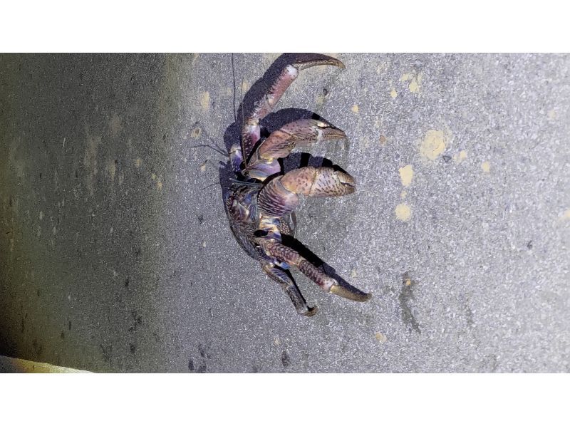 【沖縄県・西表島】　星空ナイトツアー（東部地区限定）の紹介画像