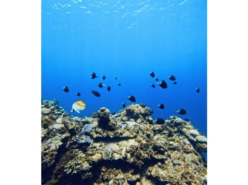 【沖縄・海中道路】完全プライベート！無人島沖シュノーケルツアー☆(5歳以下無料)の紹介画像