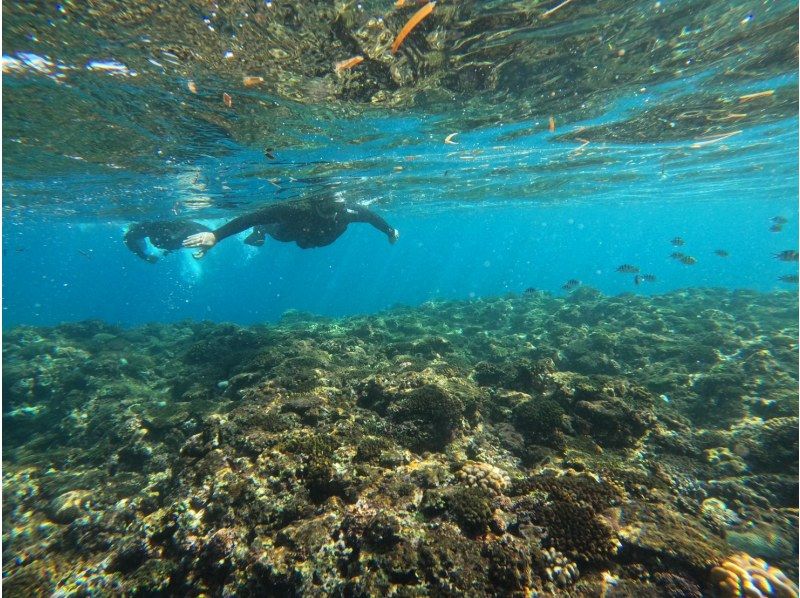 [Okinawa, Onna Village] Beginners welcome! Private tour for one group! Onna Village snorkeling tour! Create amazing memories in the beautiful waters of the Blue Cave ♪の紹介画像