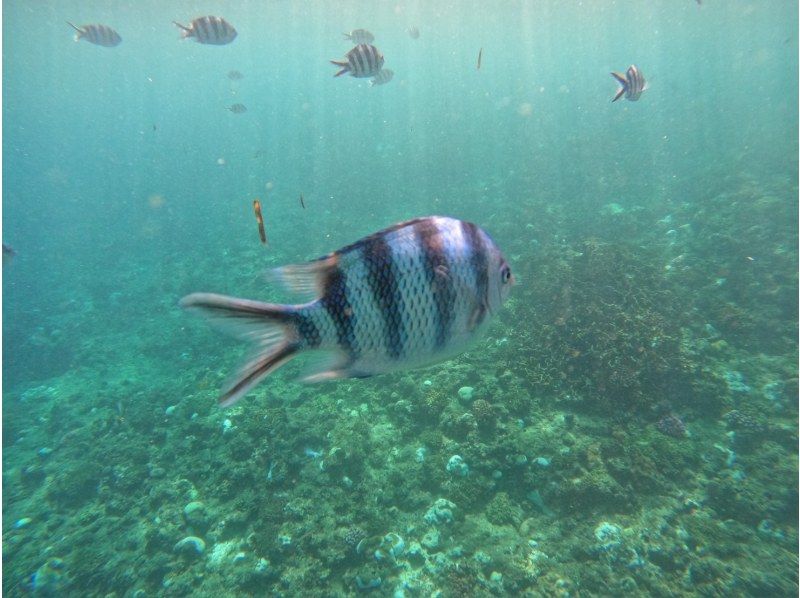 [Okinawa, Onna Village] Beginners welcome! Private tour for one group! Onna Village snorkeling tour! Create amazing memories in the beautiful waters of the Blue Cave ♪の紹介画像