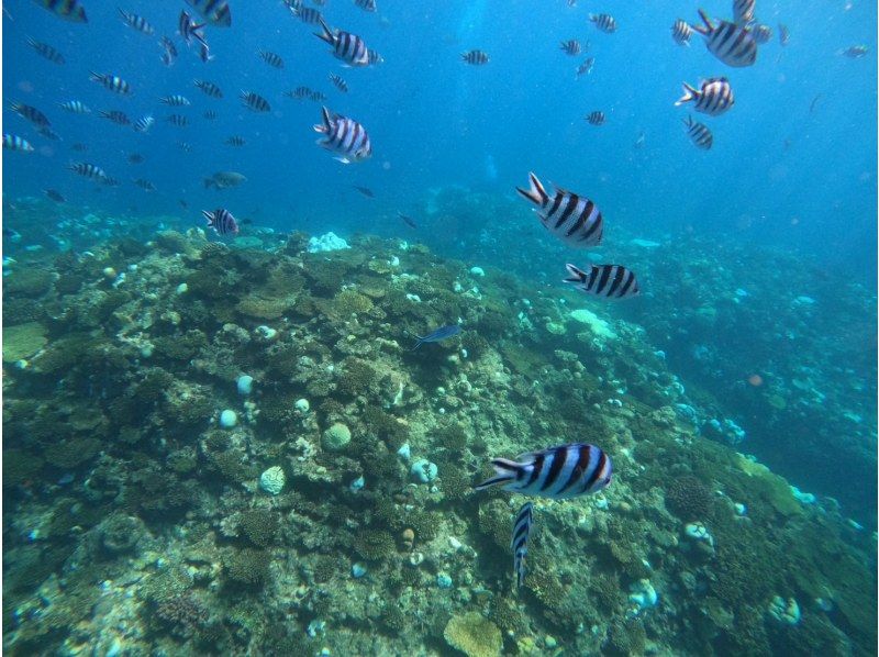 [Okinawa, Onna Village] Beginners welcome! Private tour for one group! Onna Village snorkeling tour! Create amazing memories in the beautiful waters of the Blue Cave ♪の紹介画像