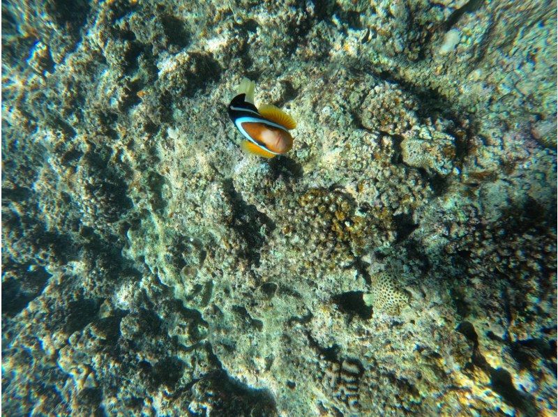 [Okinawa, Onna Village] Beginners welcome! Private tour for one group! Onna Village snorkeling tour! Create amazing memories in the beautiful waters of the Blue Cave ♪の紹介画像