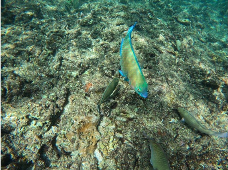 [Okinawa, Onna Village] Beginners welcome! Private tour for one group! Onna Village snorkeling tour! Create amazing memories in the beautiful waters of the Blue Cave ♪の紹介画像