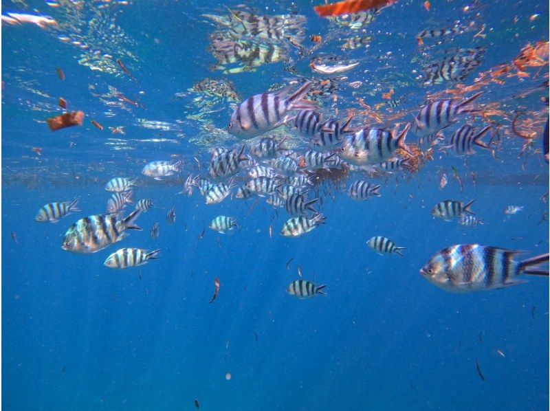 [Okinawa, Onna Village] Beginners welcome! Private tour for one group! Onna Village snorkeling tour! Create amazing memories in the beautiful waters of the Blue Cave ♪の紹介画像