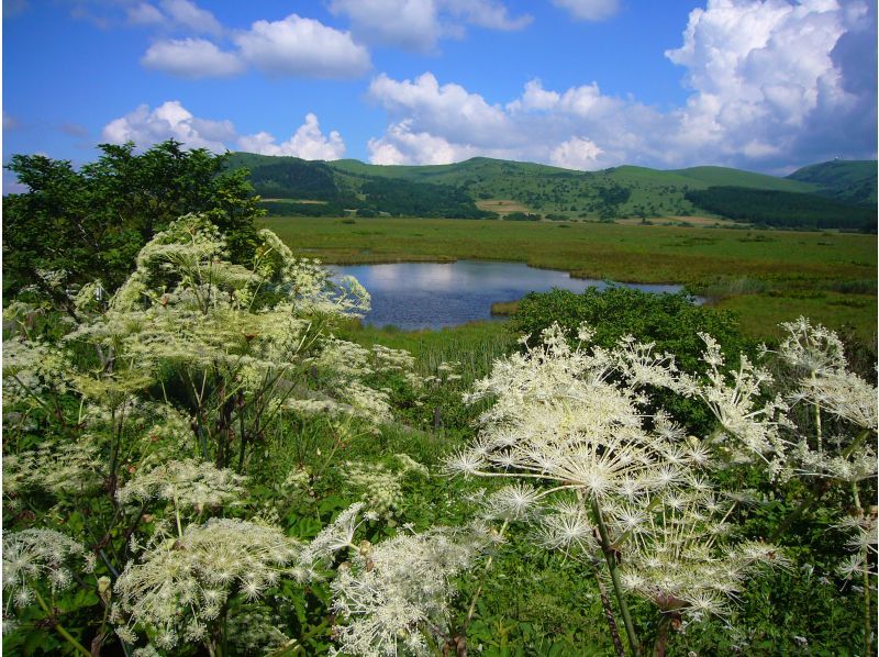 【長野・霧ヶ峰】《霧ヶ峰・プライベートガイド2時間》専門ガイドと歩く八島湿原～ご希望の日時でご案内♪おひとり様・ファミリー大歓迎！の紹介画像