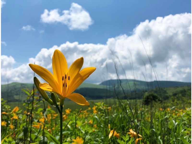 【長野・霧ヶ峰】《霧ヶ峰・プライベートガイド2時間》専門ガイドと歩く八島湿原～ご希望の日時でご案内♪おひとり様・ファミリー大歓迎！の紹介画像