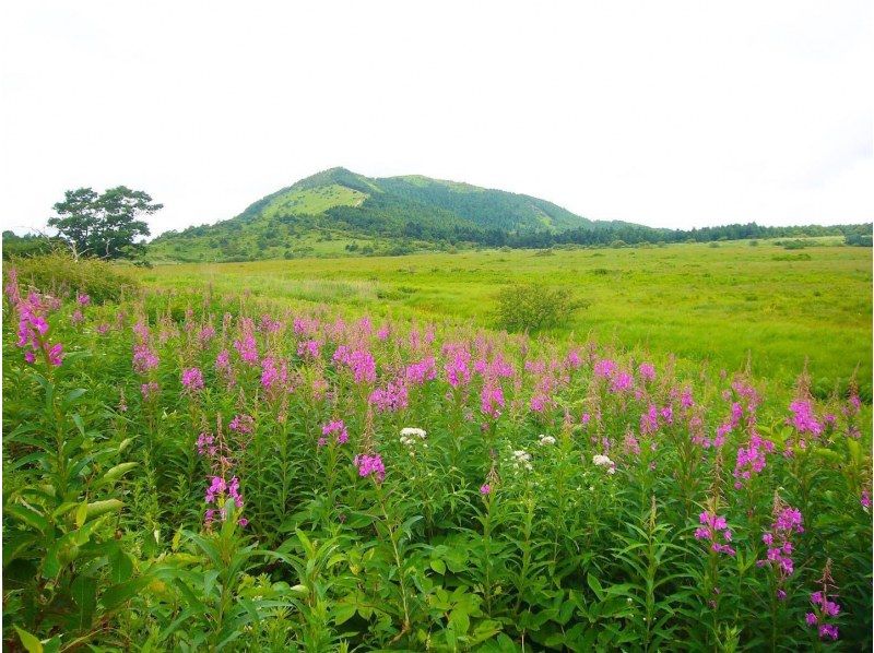 【長野・霧ヶ峰】《霧ヶ峰・プライベートガイド2時間》専門ガイドと歩く八島湿原～ご希望の日時でご案内♪おひとり様・ファミリー大歓迎！の紹介画像