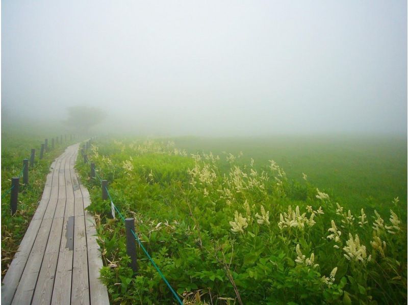 【長野・霧ヶ峰】《霧ヶ峰・プライベートガイド2時間》専門ガイドと歩く八島湿原～ご希望の日時でご案内♪おひとり様・ファミリー大歓迎！の紹介画像